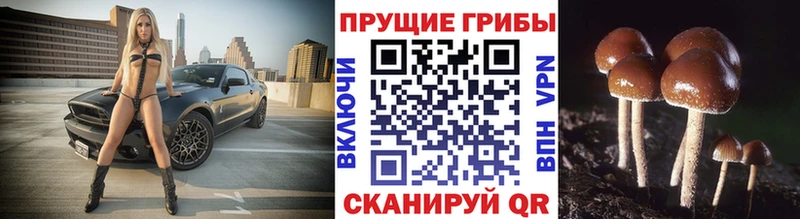 Купить закладки  Сокол  Галлюциногенные грибы GOLDEN TEACHER 